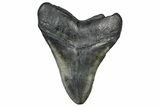 Fossil Megalodon Tooth - South Carolina #360776-2